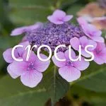 Crocus UK discount code